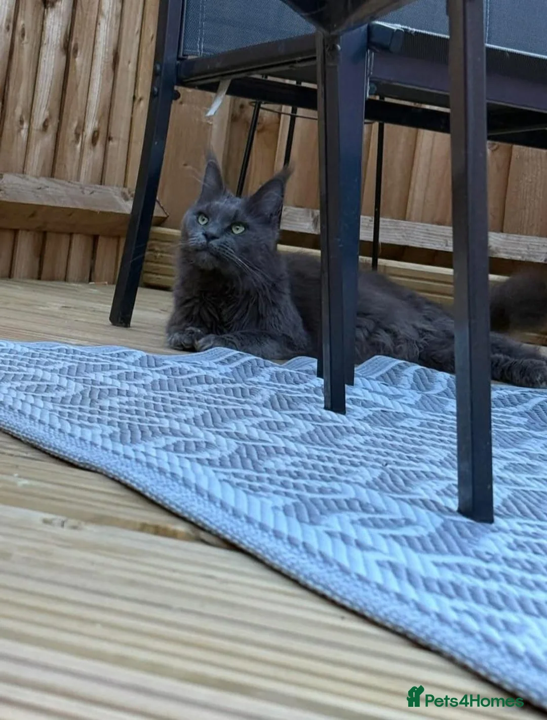 Maine Coon cats for sale: Beautiful mainecoon x kittens!!! in Burton-on-Trent - Advert 2