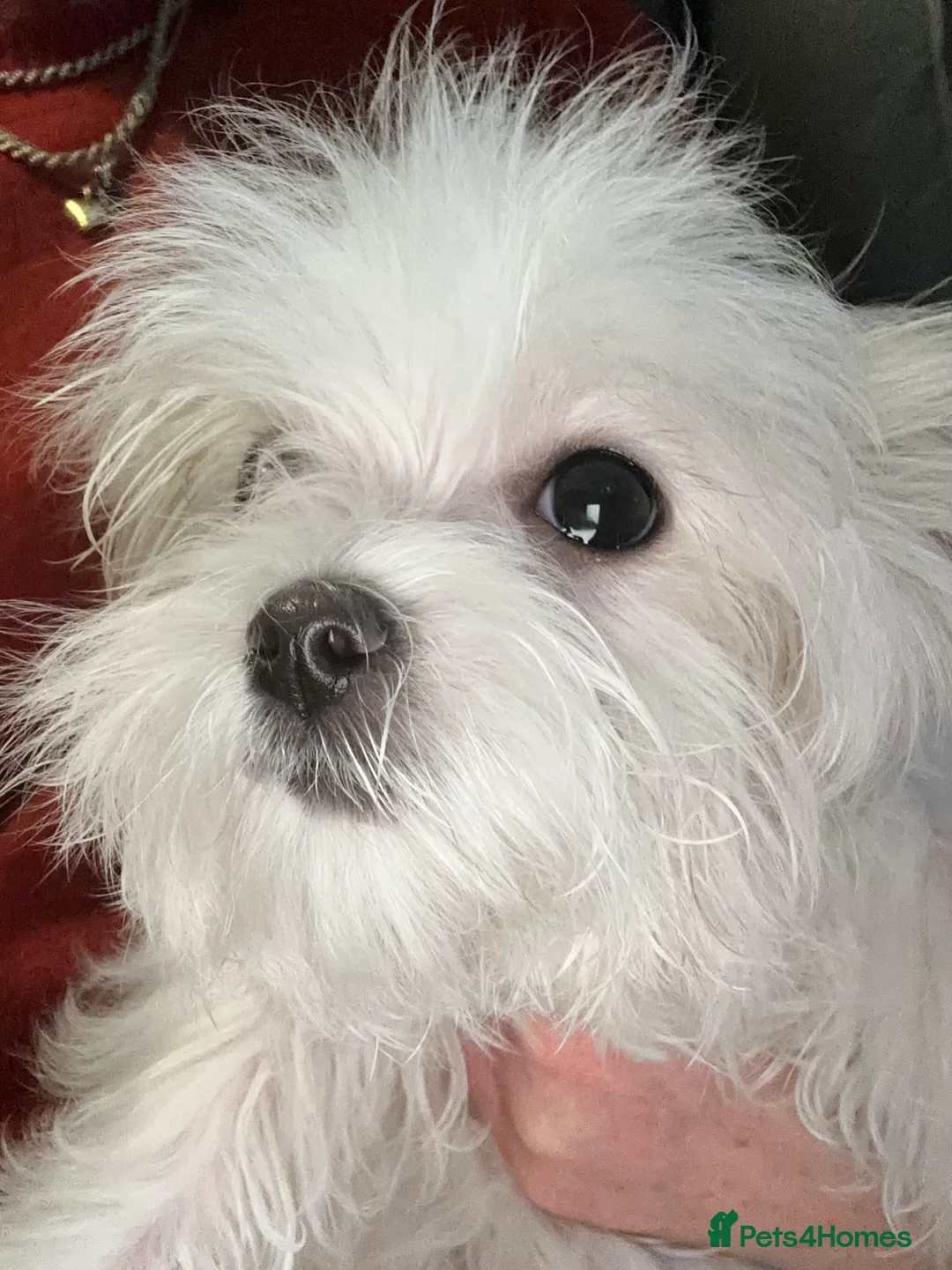 Maltese dogs for sale: Stunning Maltese puppies, K.C. registered - Advert 9