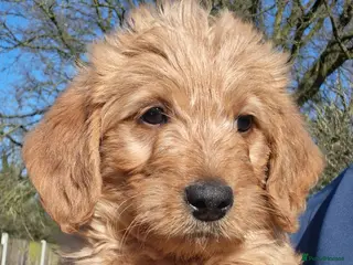 Labradoodle dogs for sale: Miniature Labradoodle Puppies - Advert 1
