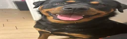 Rottweiler dogs for sale: 4-years-old Rottweiler Vince - Advert 2