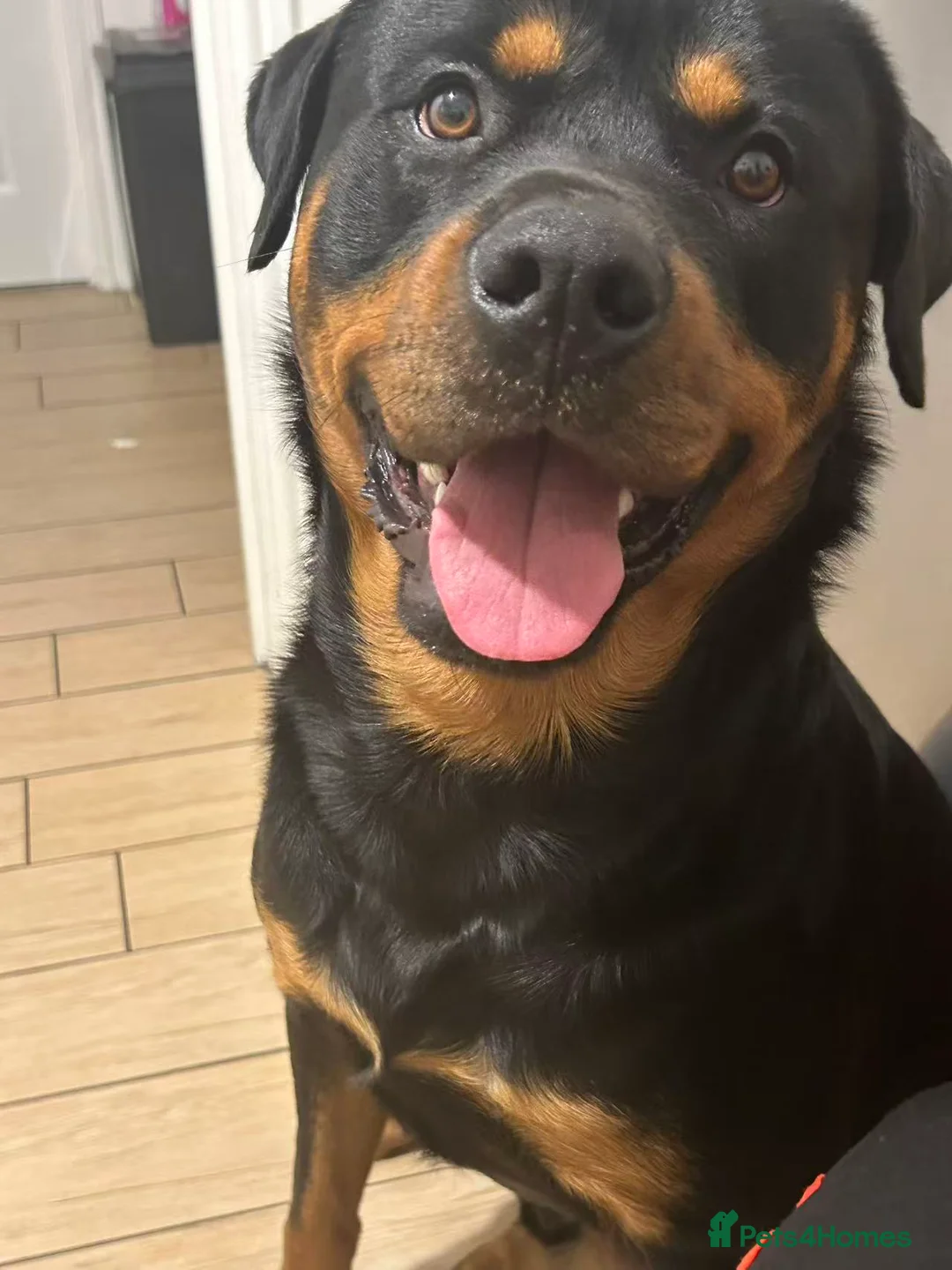 Rottweiler dogs for sale: 4-years-old Rottweiler Vince - Advert 2