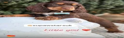 Cocker Spaniel dogs for sale: Stunning chocolate show cockers  - Advert 3