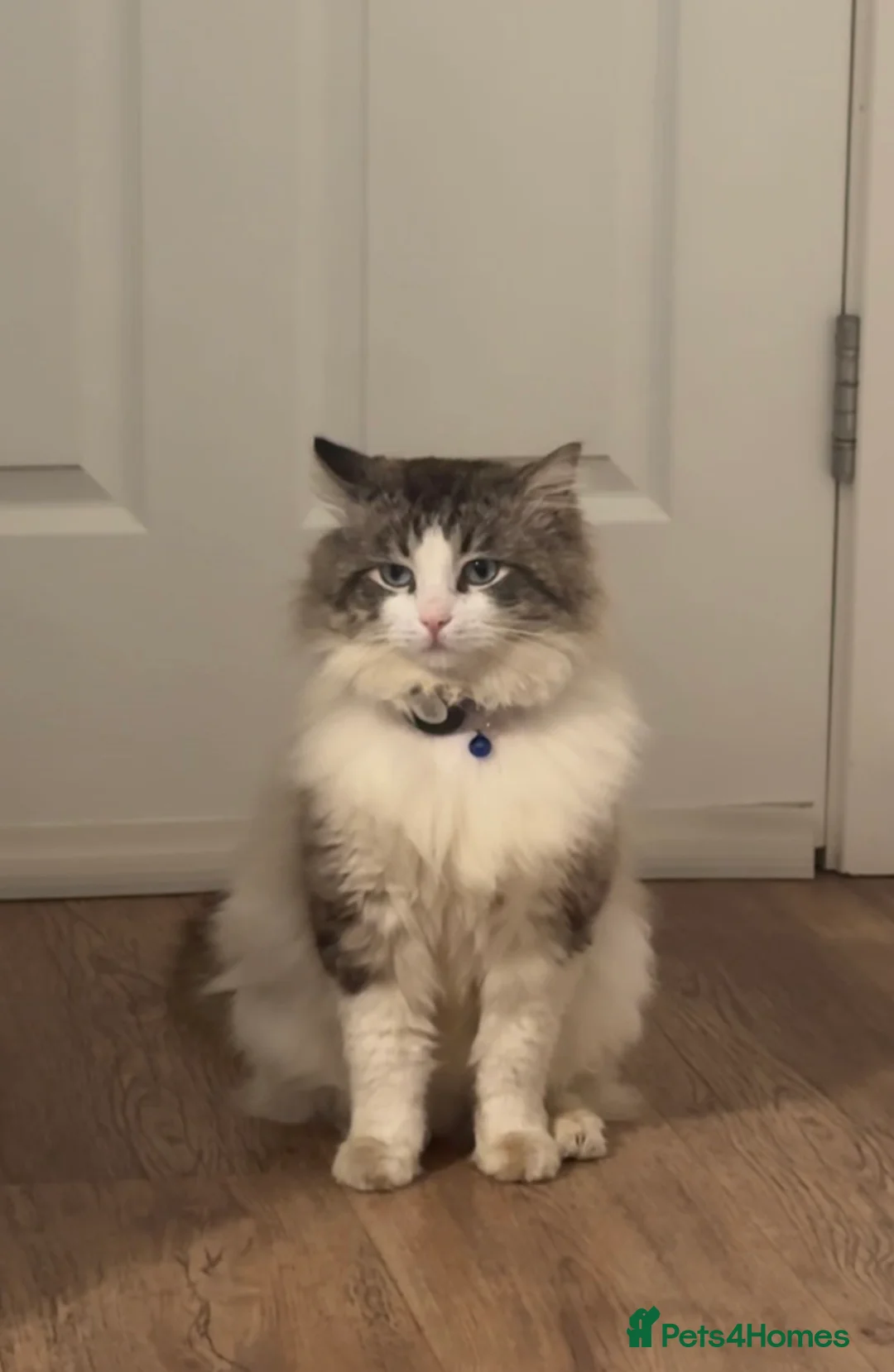 Gallery Image {{count}}