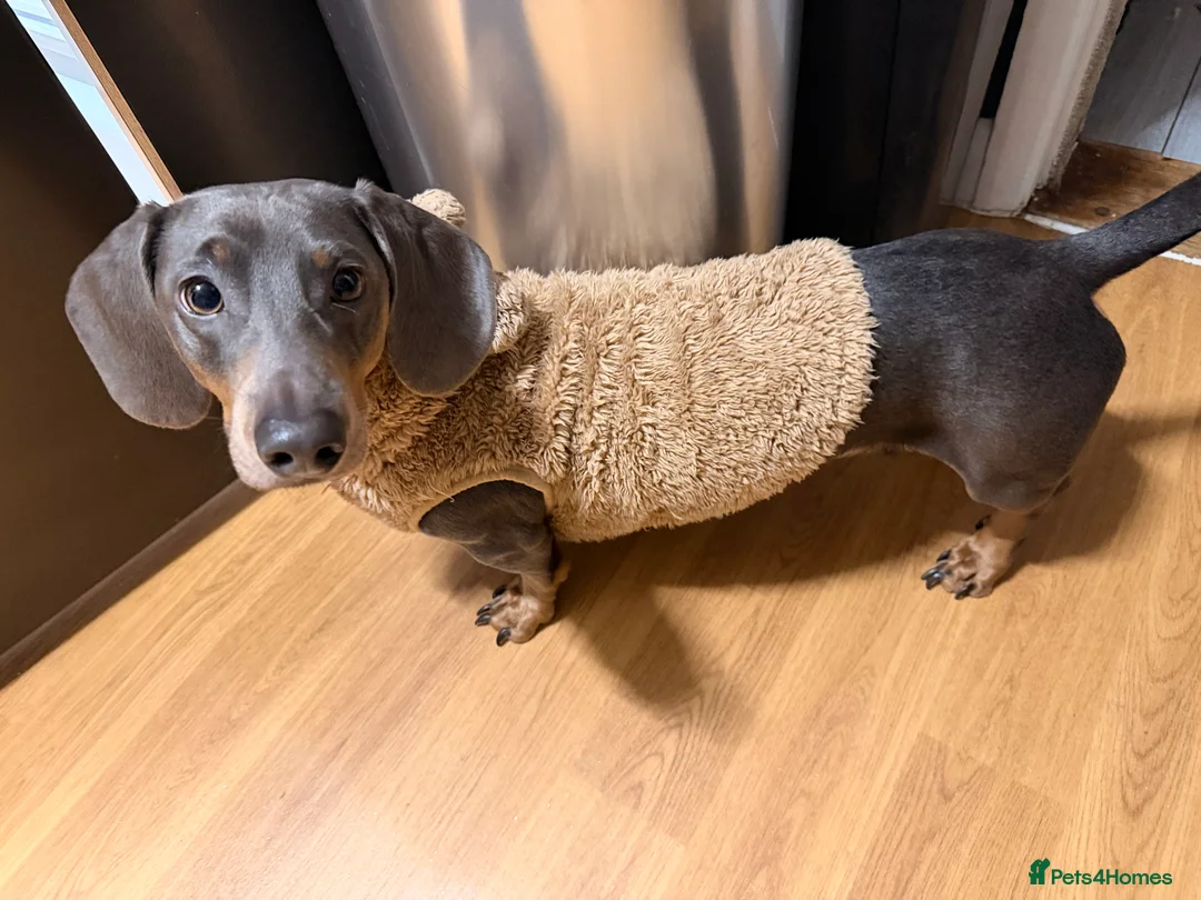 Dachshund dogs for sale: Dachshund looking for his forever home  in Bristol - Advert 5