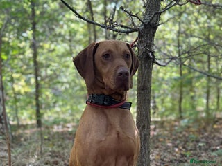 Hungarian Vizsla dogs in Loughborough - Advert 4