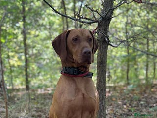 Hungarian Vizsla dogs The famous Zsivaly Champion sired imported stud in Loughborough - Advert 4