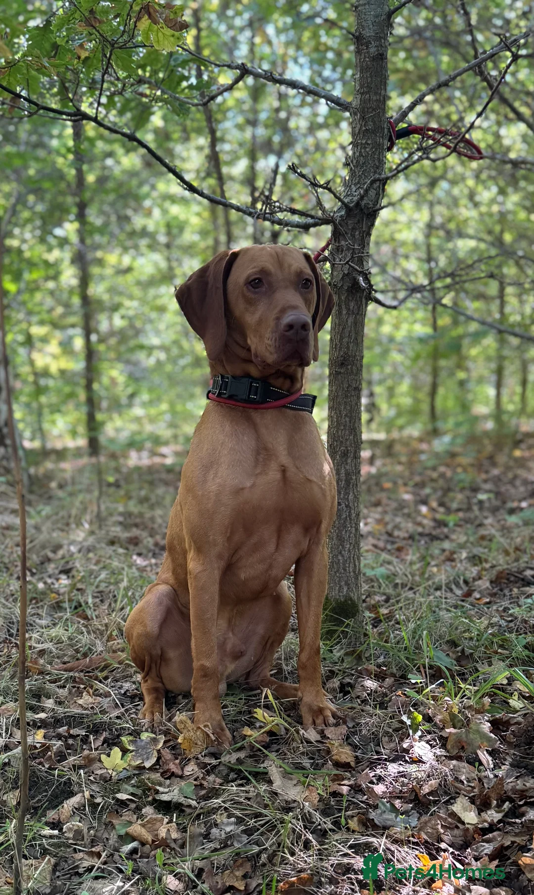 Hungarian Vizsla dogs for stud: The famous Zsivaly Champion sired imported stud in Loughborough - Advert 1