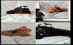 Maltipoo dogs for sale:  ** cute luttle maltipoo babies in Oldham - Image 1