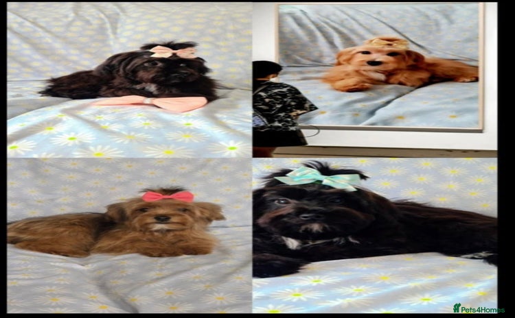 Maltipoo dogs in Oldham - Advert 4