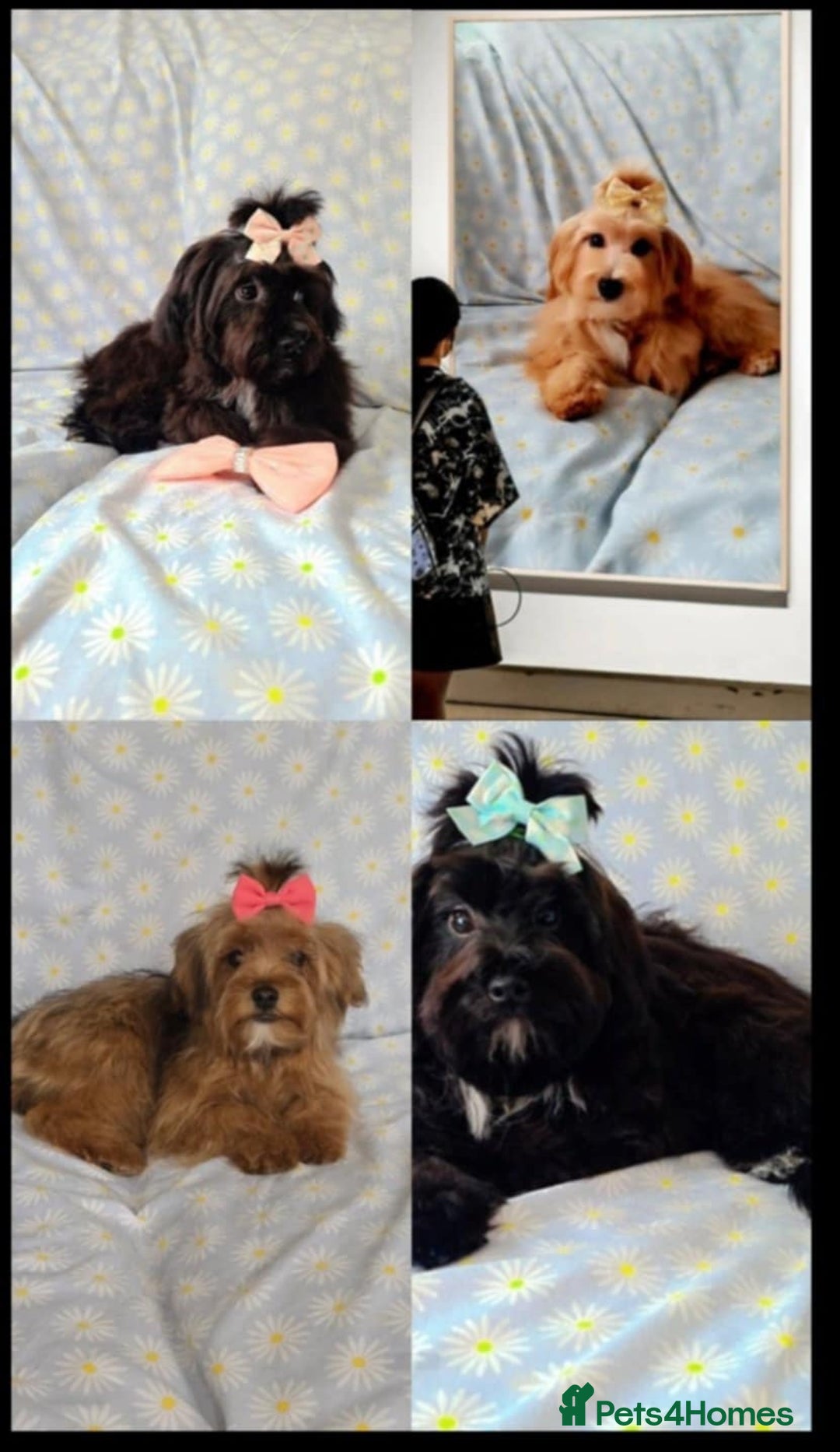 Maltipoo dogs for sale:  ** cute luttle maltipoo babies in Oldham - Image 1