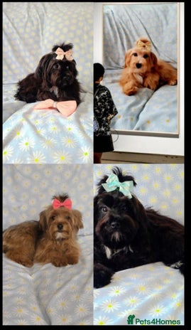 Maltipoo dogs in Oldham - Advert 6