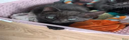 Mixed Breed cats for sale: 4 kittens for sale, ready to go - Advert 4