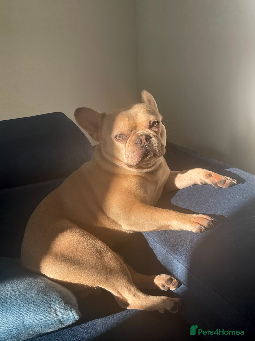 French Bulldog dogs for sale: French Bulldog Mimi - Advert 3