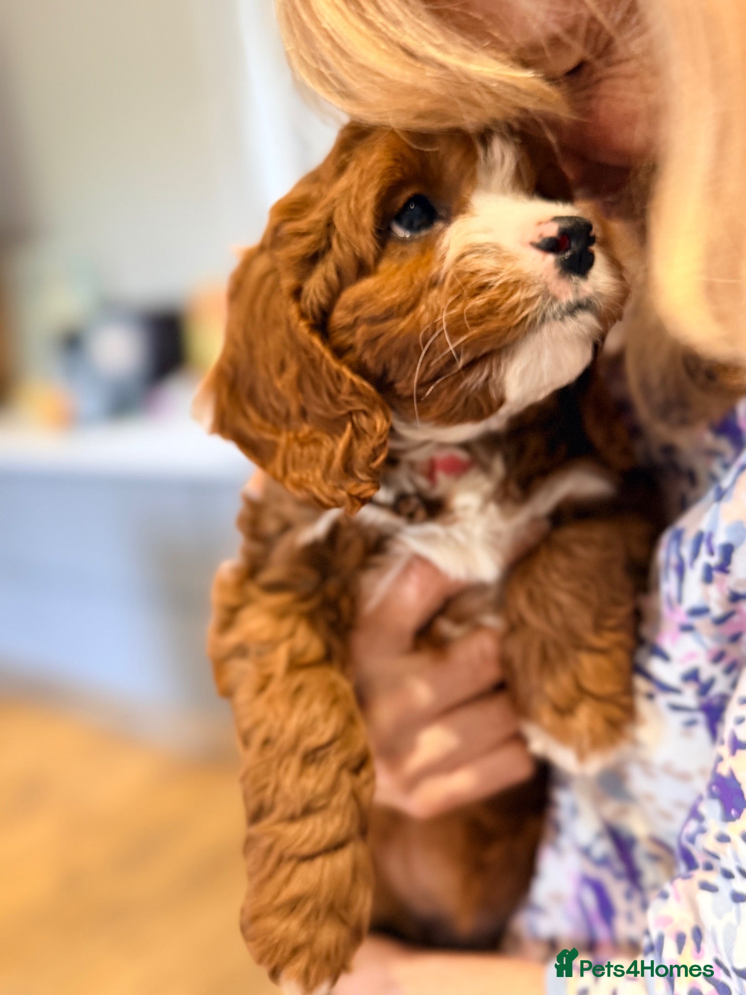 Cavapoo dogs Extensively health tested Toy F1 Cavapoo puppies - Advert 2