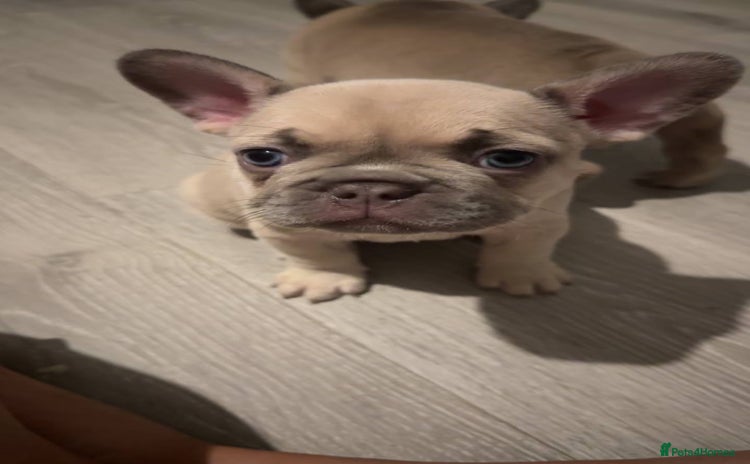 French Bulldog dogs - Advert 1