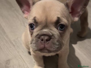 French Bulldog dogs - Advert 24