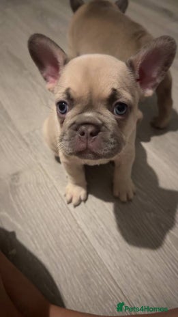 French Bulldog dogs - Advert 1