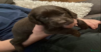 Cocker Spaniel dogs - Advert 7
