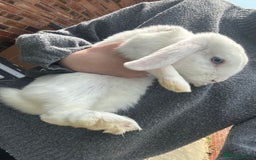 Mini Lop rabbits for sale: X2 male mini lop FREE to good home  - Image 4