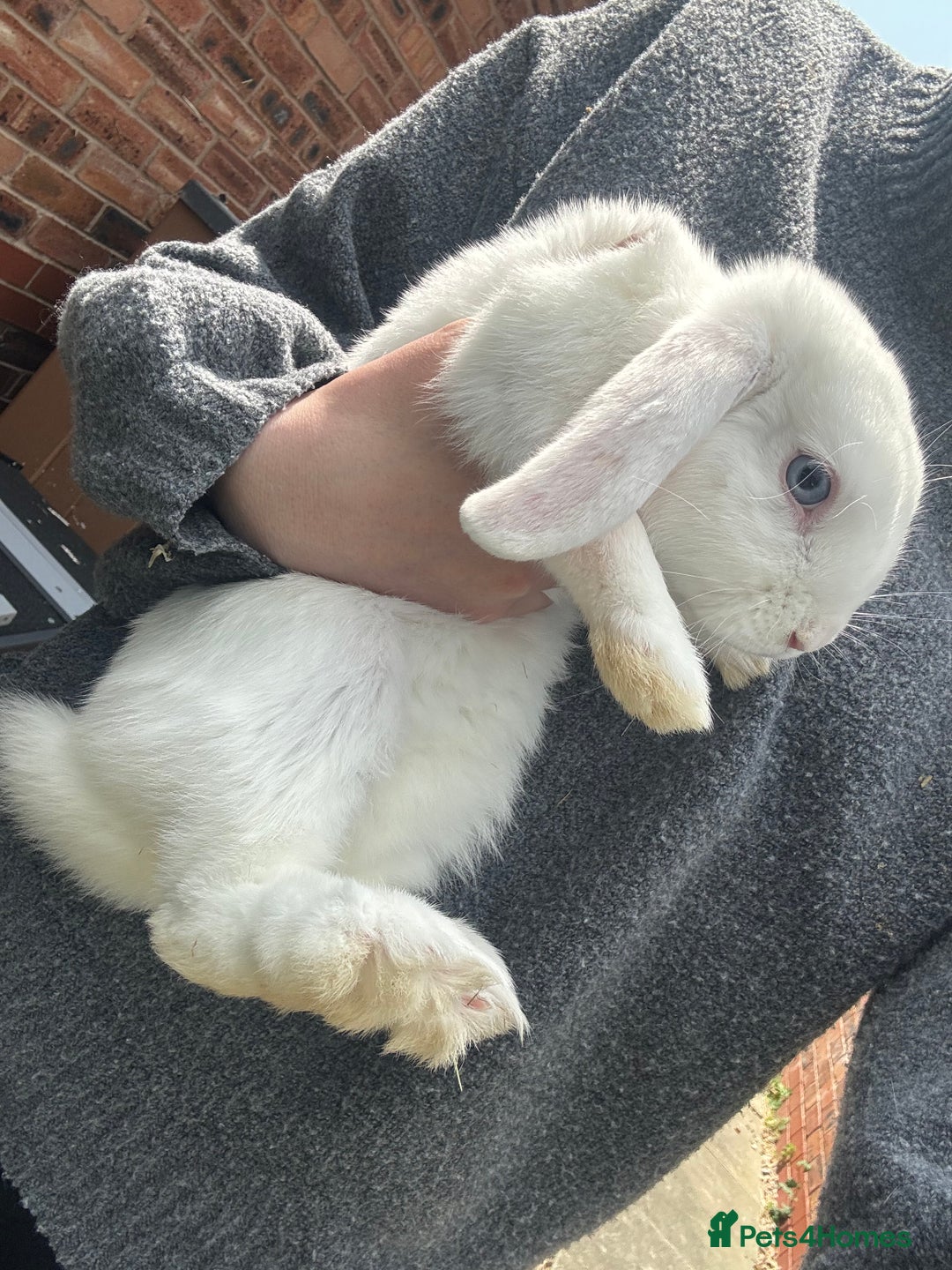 Mini Lop rabbits for sale: X2 male mini lop FREE to good home  - Image 4