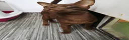 Oriental cats for sale: Oriental Chocolate. GCCF - Advert 3