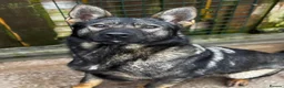 German Shepherd dogs for sale: Kc Gsd pups READY NOW 1 SABLE FEMALE AVAILABLE  - Advert 26