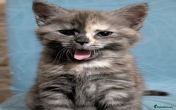 Maine Coon cats for sale: Maine Coon X kittens - Image 11