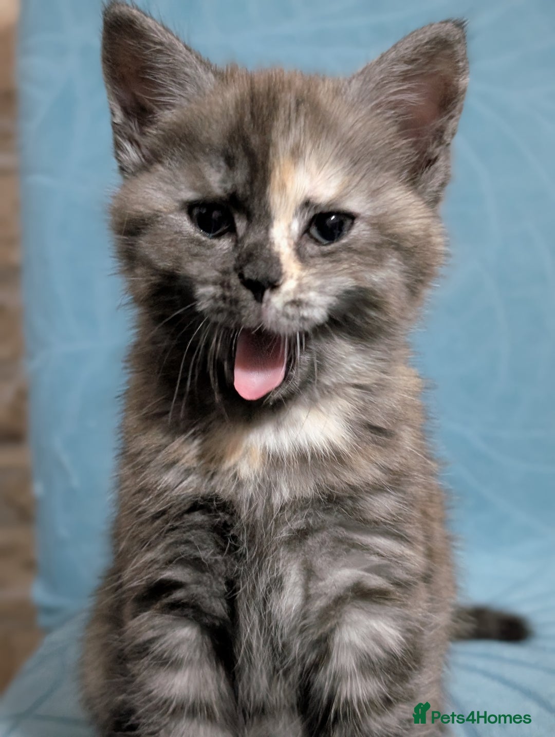 Maine Coon cats for sale: Maine Coon X kittens - Image 11