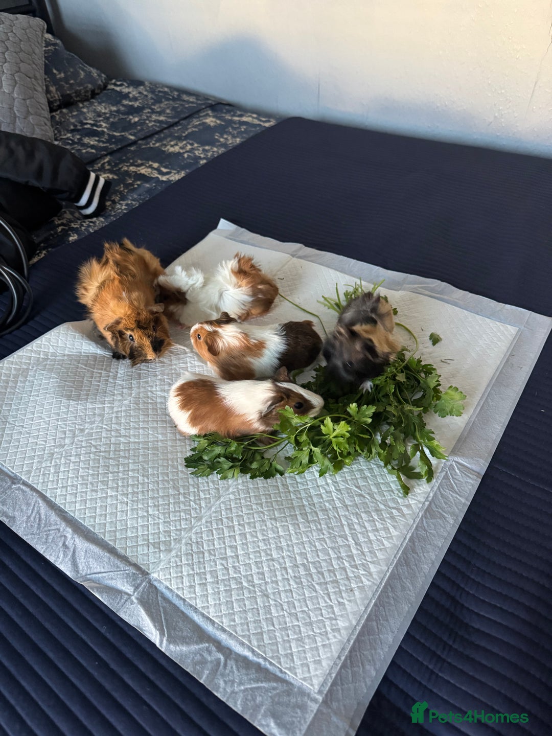 Guinea Pig rodents for sale: 5 cute Guinea pigs for sale *READ DESCRIPTION* - Advert 1