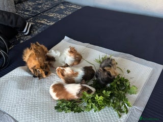 Guinea Pig rodents 5 cute Guinea pigs for sale *READ DESCRIPTION* - Advert 1