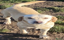 Labrador Retriever dogs for sale: WAITING LIST - KC Reg Fully Health Tested parents  - Image 2