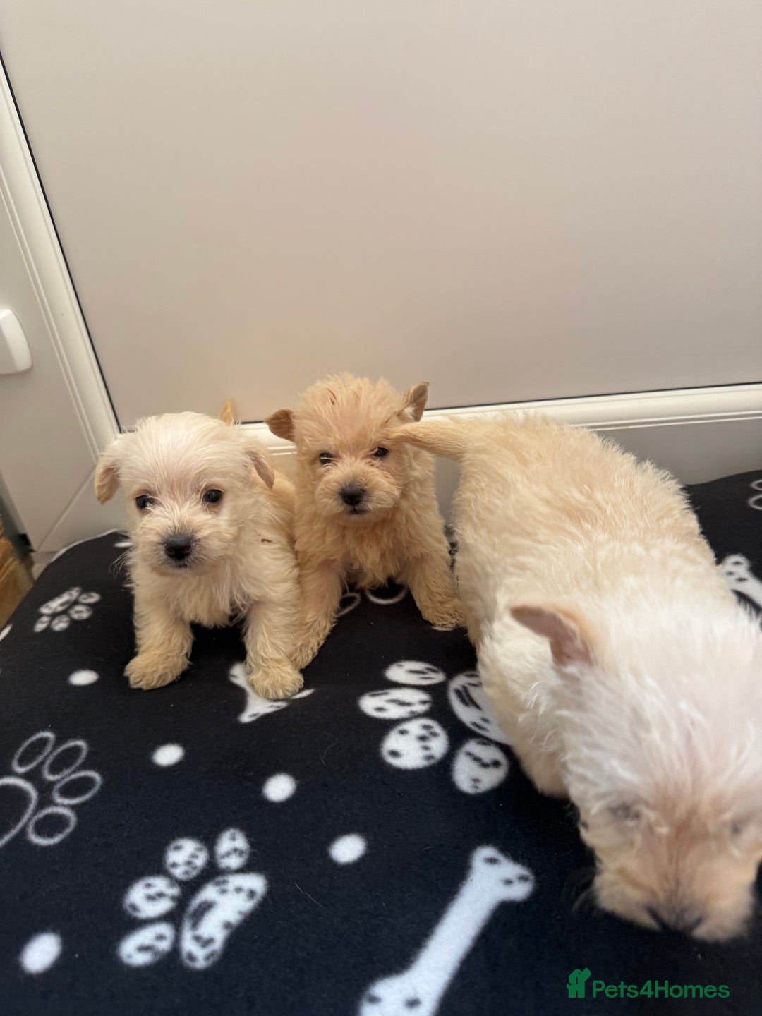 West Highland Terrier dogs for sale: DNA health tested Westie-poos  - Image 27