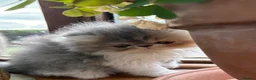 Exotic cats for sale: 2 Exotic kittens both fluffy male and female  - Advert 21