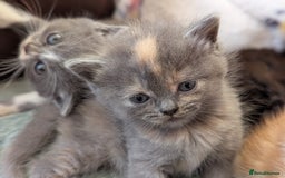 Persian cats for sale: Divine Persian X Russian Blue kittens - Image 7