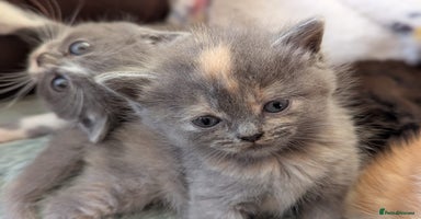 Persian cats - Advert 10
