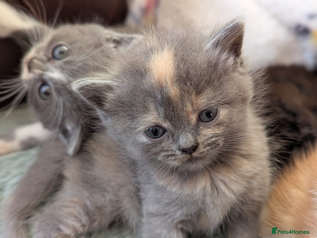 Persian cats for sale: Divine Persian X Russian Blue kittens - Image 7