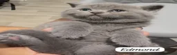British Shorthair cats for sale: 4 Blue Striped Spotted British shorthair kittens - Advert 22
