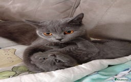 British Shorthair cats for sale: 2 years old female  - Advert 2