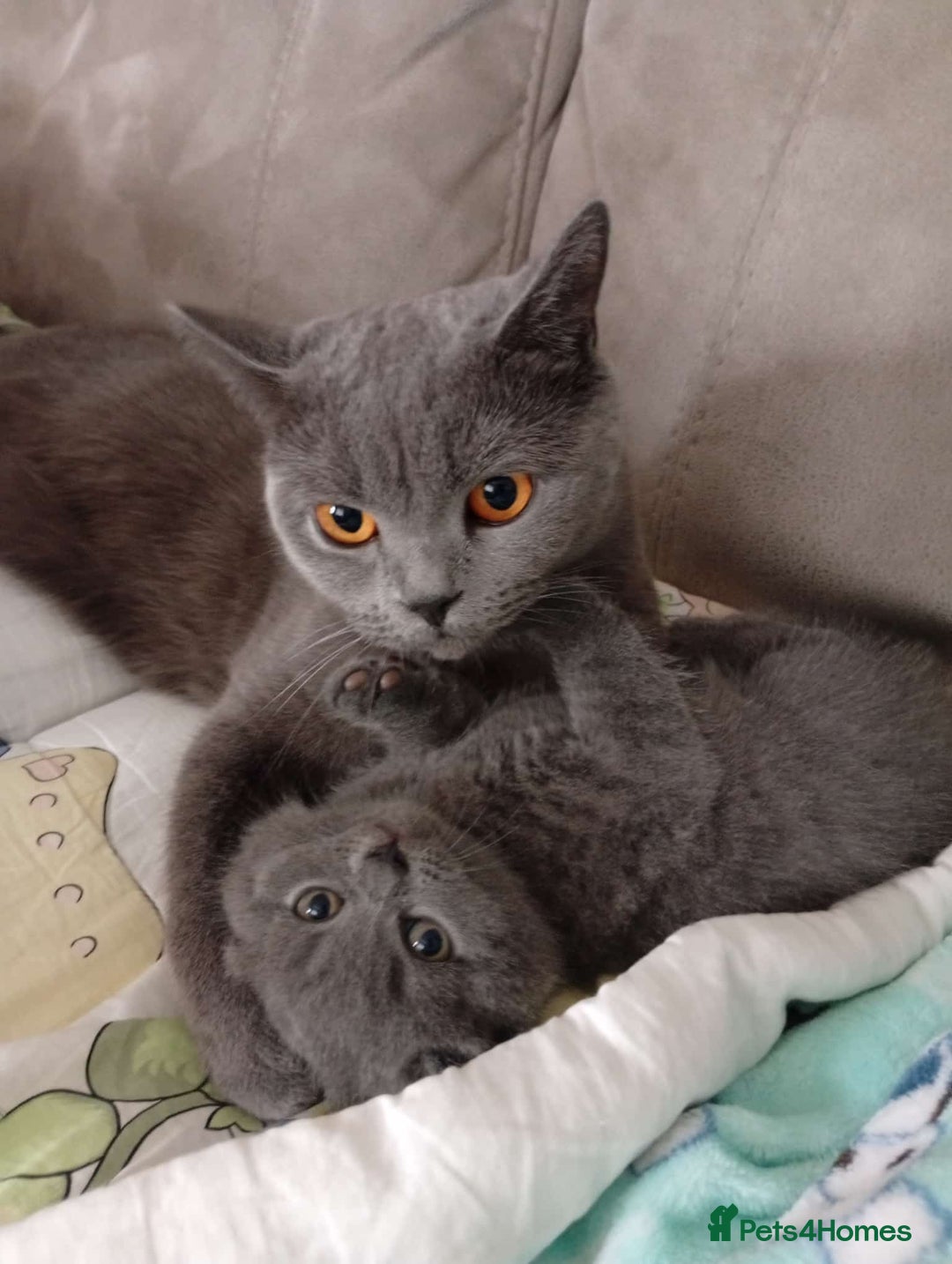 British Shorthair cats for sale: 2 years old female  - Advert 2
