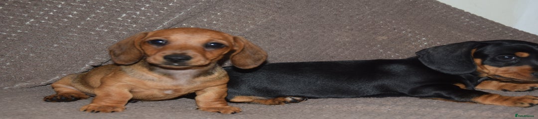 Dachshund Puppy 2