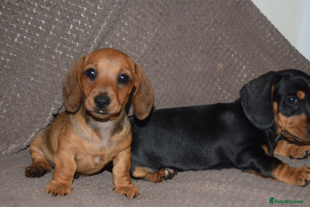 Dachshund dogs for sale: 3/4 MINIATURE SMOOTH DACHSHUND PUPPIES - Image 15