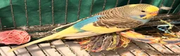 Budgerigars birds for sale: NON-FLYERS  Pair of Budgies – £40 for the pair - Advert 17