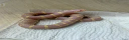 Corn Snake reptiles for sale: !! Wide range of baby Cornsnakes for sale !! - Advert 9