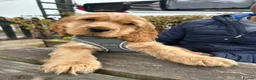 Cocker Spaniel dogs for sale: 1 SHOW stunning true to the type show cocker 🐶  - Advert 2