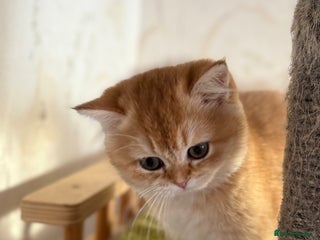 British Shorthair cats ✨ Golden BSH girls Looking for Loving Homes ✨ - Advert 4
