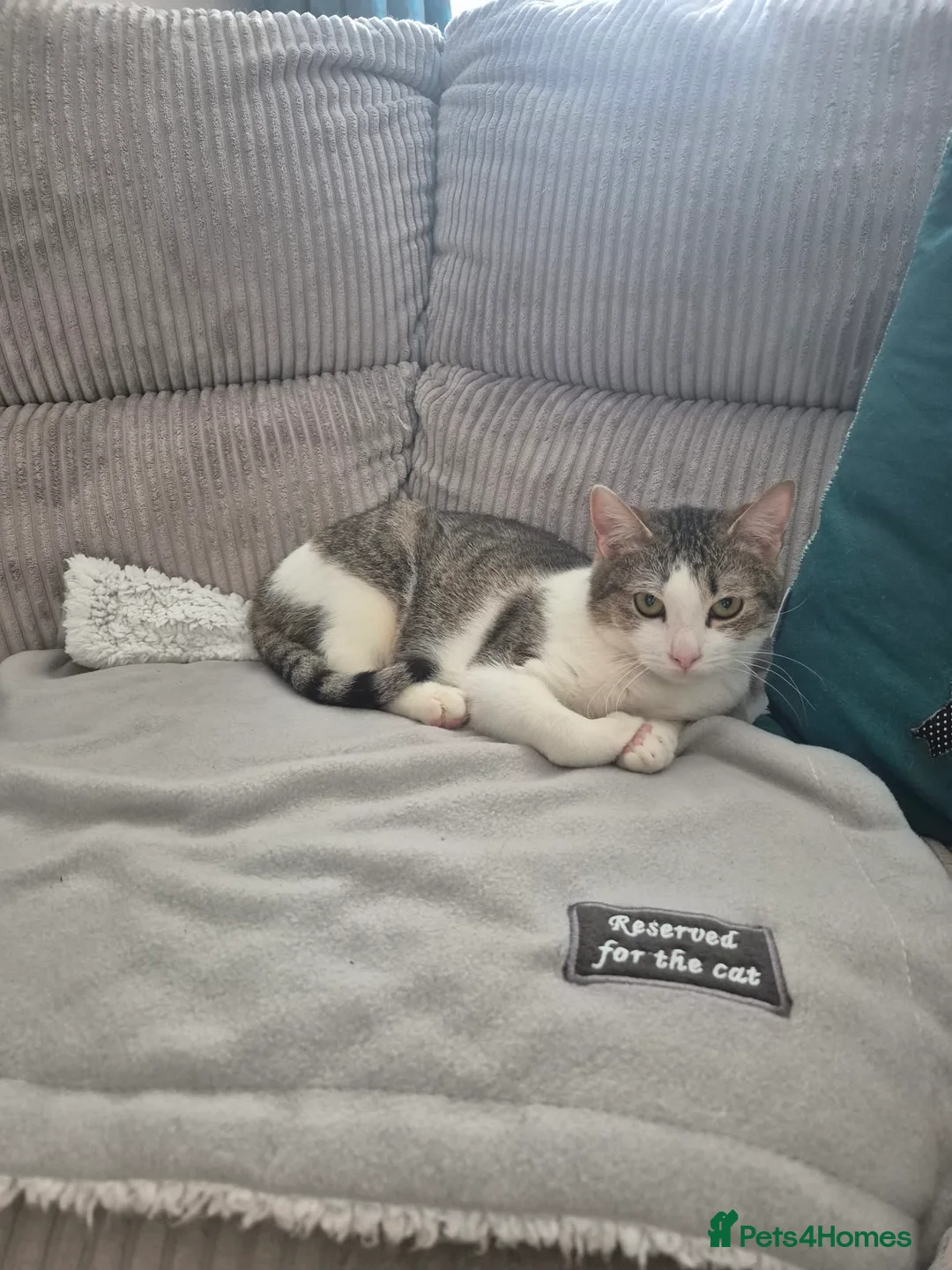 Mixed Breed cats for adoption: Galaxy for adoption in Waterlooville - Advert 1