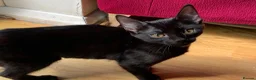 British Shorthair cats for sale: Three Adorable Kittens Looking for Forever Homes  in London - Advert 8