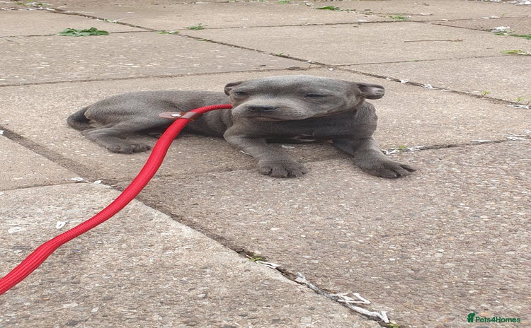 Staffordshire Bull Terrier dogs - Advert 15