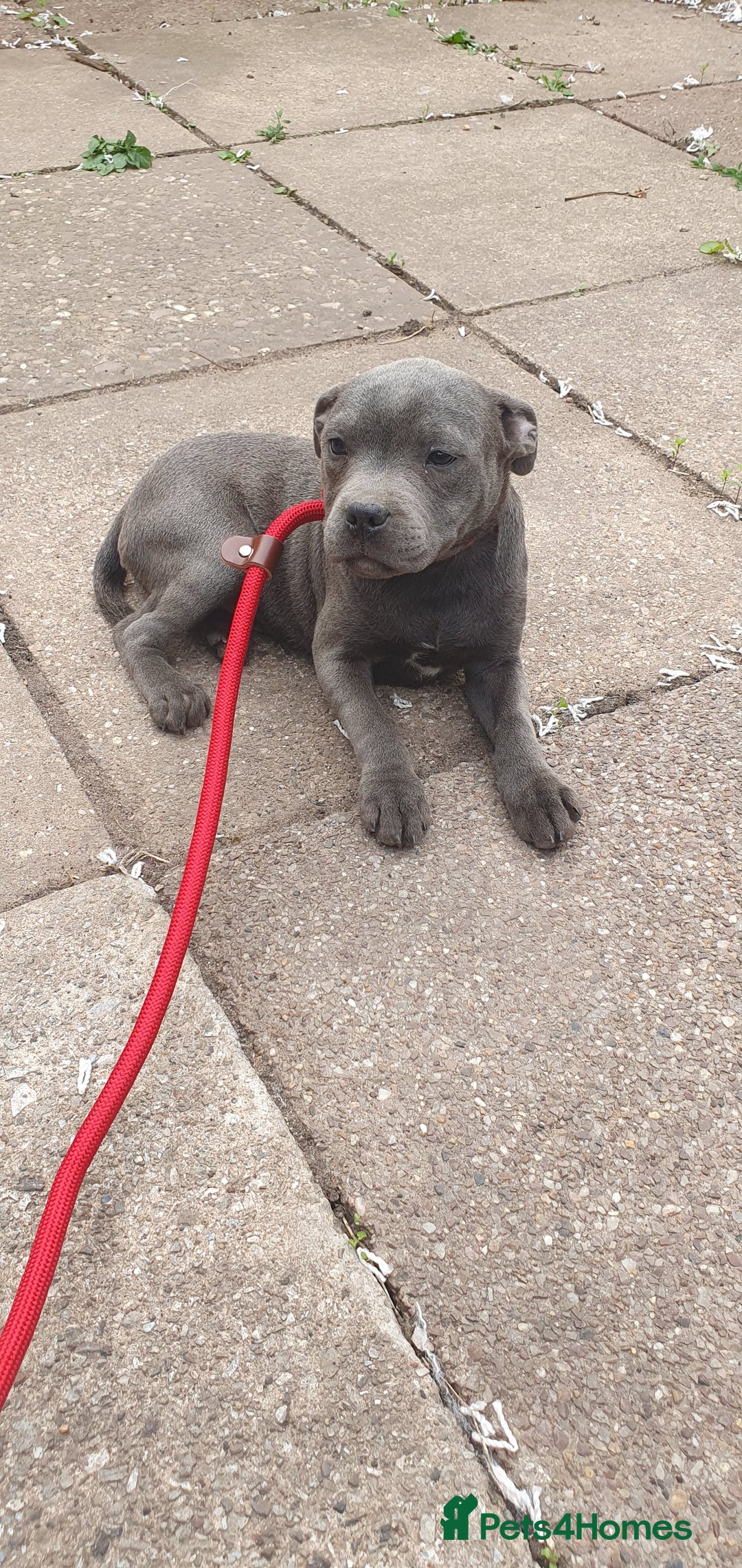Staffordshire Bull Terrier dogs for sale: KC registeres Staffordshire bull terrier puppies - Image 1