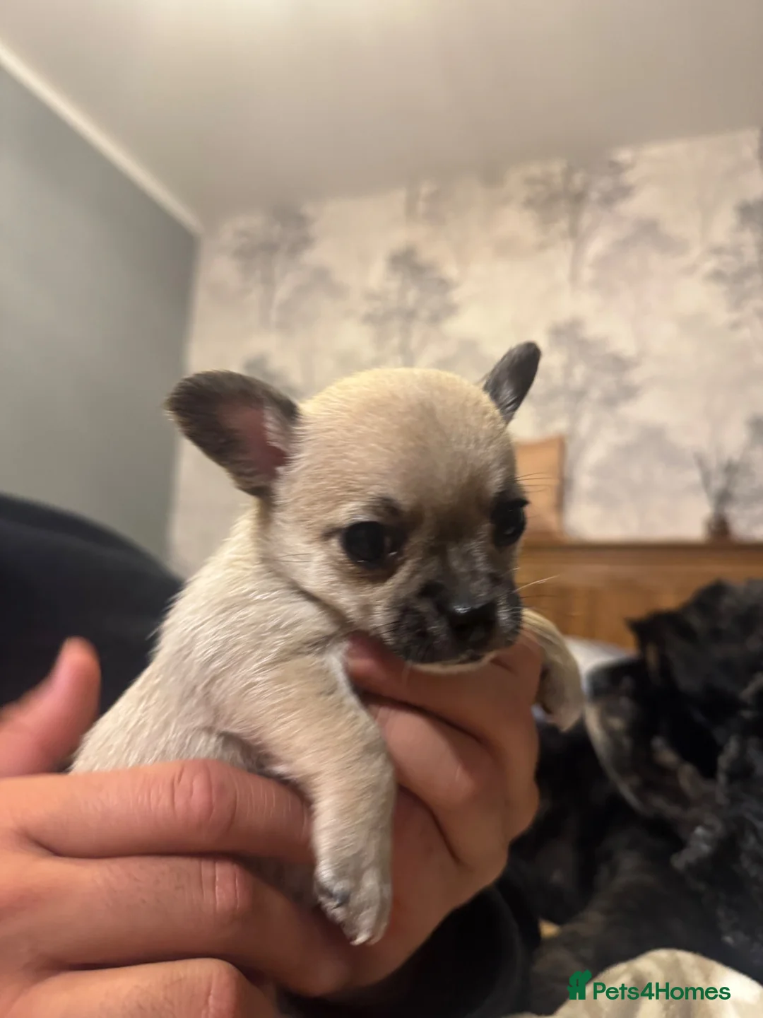 Pomchi dogs for sale:  Adorable Pomchi Puppies Looking for Forever Homes in Bakewell - Advert 6
